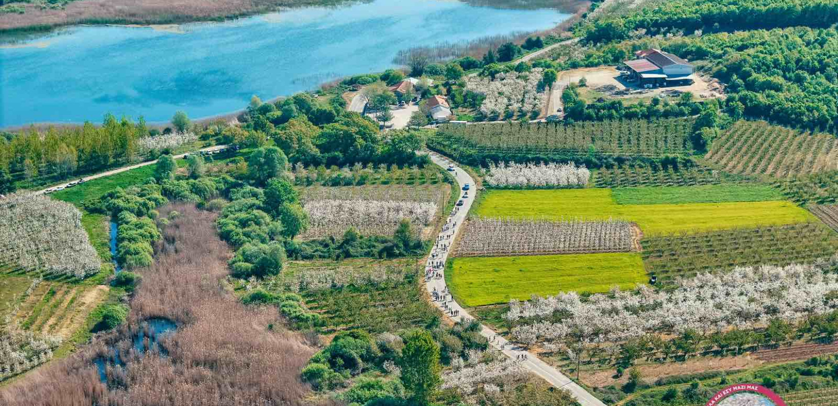 Από το Τόκιο στην Πέλλα - Ιάπωνας διπλωμάτης επισκέπτεται τις ανθισμένες κερασιές