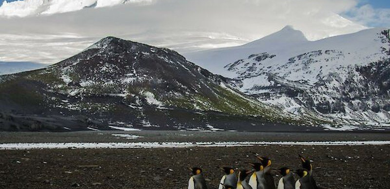 Δεν γλίτωσαν ούτε οι... πιγκουίνoι που ζουν σε ακατοίκητα νησιά της Αυστραλίας από τους δασμούς Τραμπ