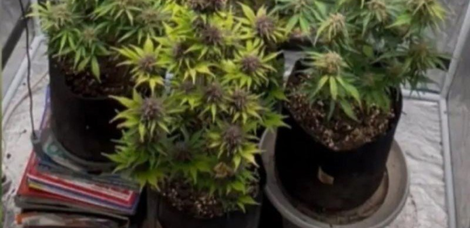 Θεσσαλονίκη: Το εργαστήριο κάνναβης, οι Τούρκοι και ο λόγος που ενημερώθηκε η Αντιτρομοκρατική