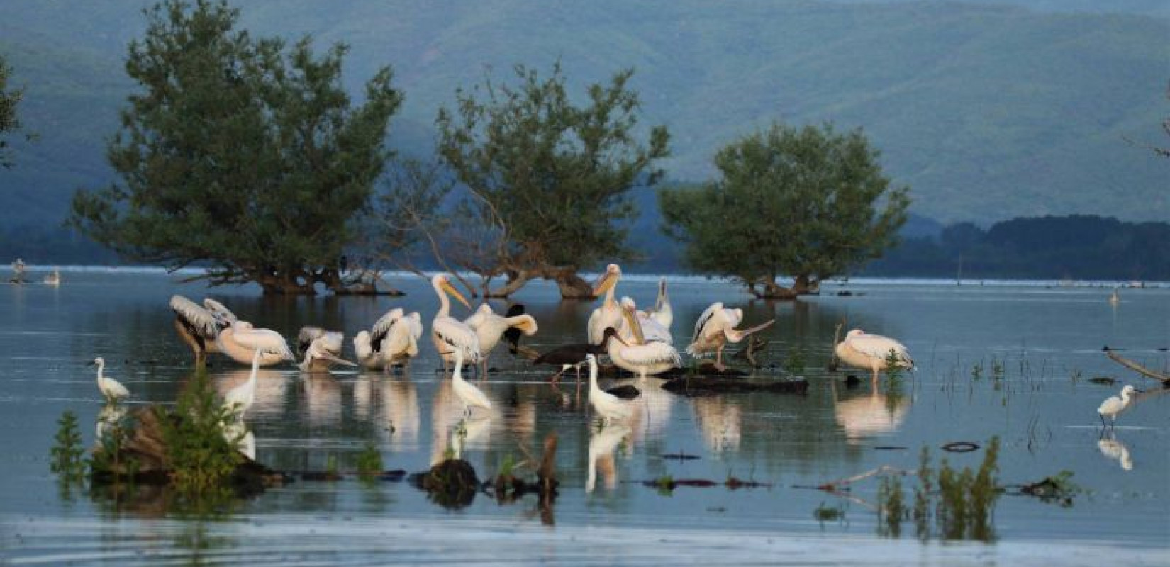 ΣτΕ: «Φρένο» σε επένδυση φωτοβολταϊκών κοντά σε περιοχή Natura στο Εθνικό Πάρκο της λίμνης Κερκίνης
