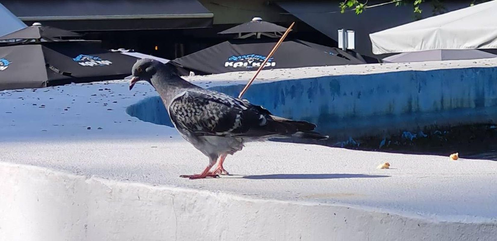 Σέρρες: Άγνωστος κάρφωσε ξύλινο σουβλάκι σε περιστέρι