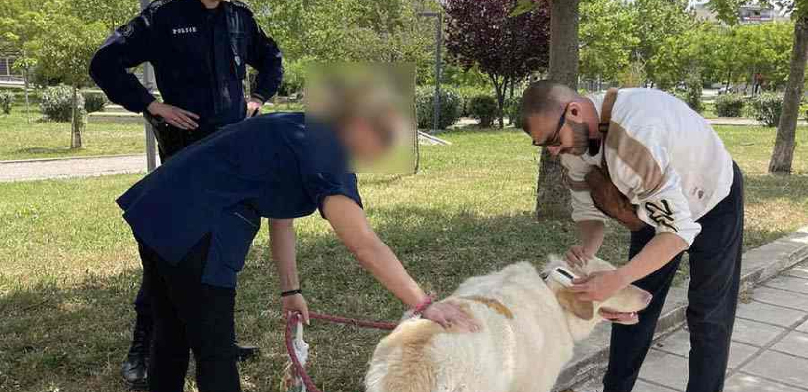 Θεσσαλονίκη: Έλεγχοι σε δεσποζόμενα ζώα συντροφιάς - Δεκάδες παραβάτες και πρόστιμα έως και 500 ευρώ τον Απρίλιο
