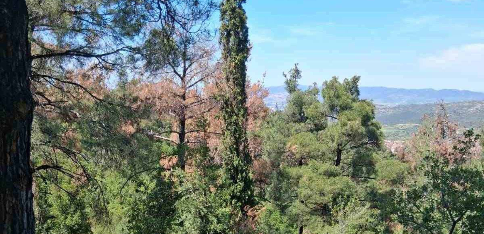 Θεσσαλονίκη: Απαγόρευση κυκλοφορίας στο Σέιχ Σου και στα δάση Ωραιοκάστρου, Θέρμης και Πανοράματος