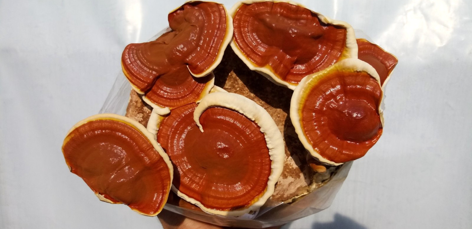 Δράμα: Όταν τα αγροτικά απόβλητα γίνονται μανιτάρια και οικολογικά υλικά