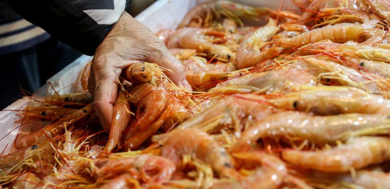 Τον έπιασαν να μεταφέρει ηρωίνη και κοκαΐνη μέσα σε σακούλες με γαρίδες