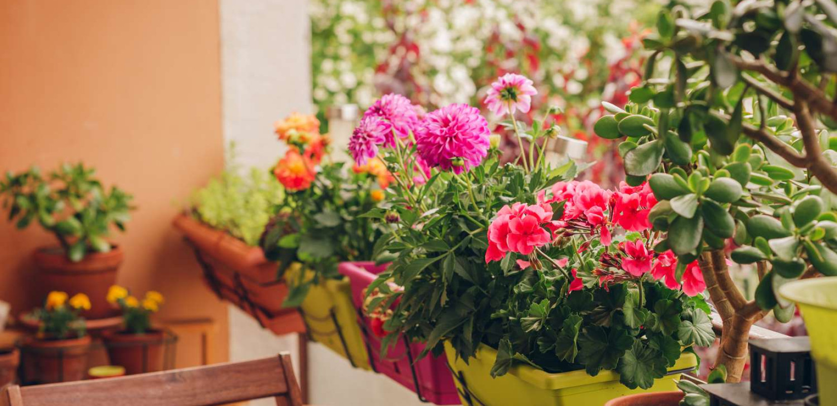 Θεσσαλονίκη - «Πράσινο Μπαλκόνι»: Ένας πρωτότυπος διαγωνισμός ομορφιάς για τα ωραιότερα μπαλκόνια της πόλης