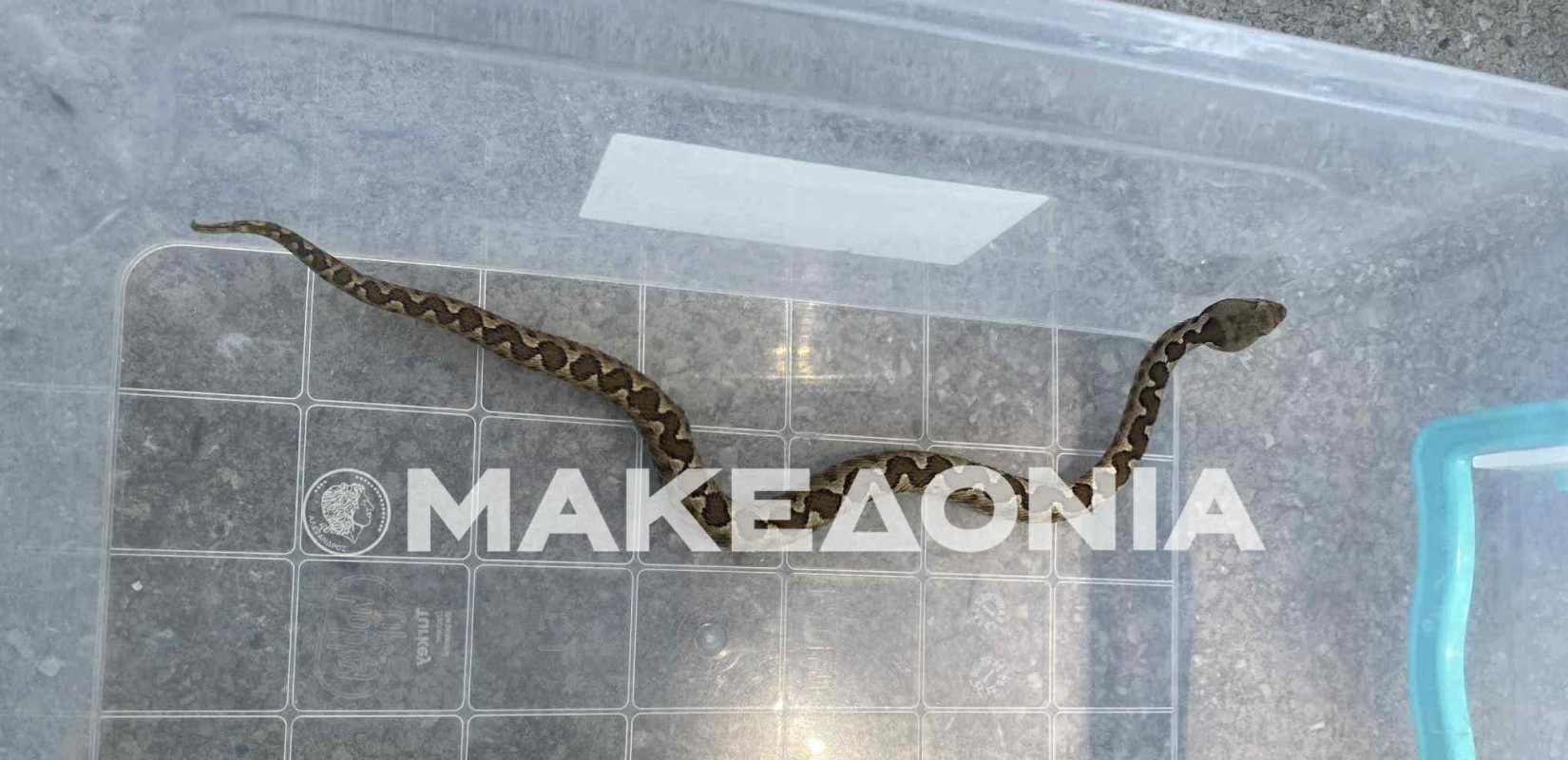 Θεσσαλονίκη: Οχιά βρέθηκε σε δωμάτιο μέσα σε σπίτι στο Πανόραμα