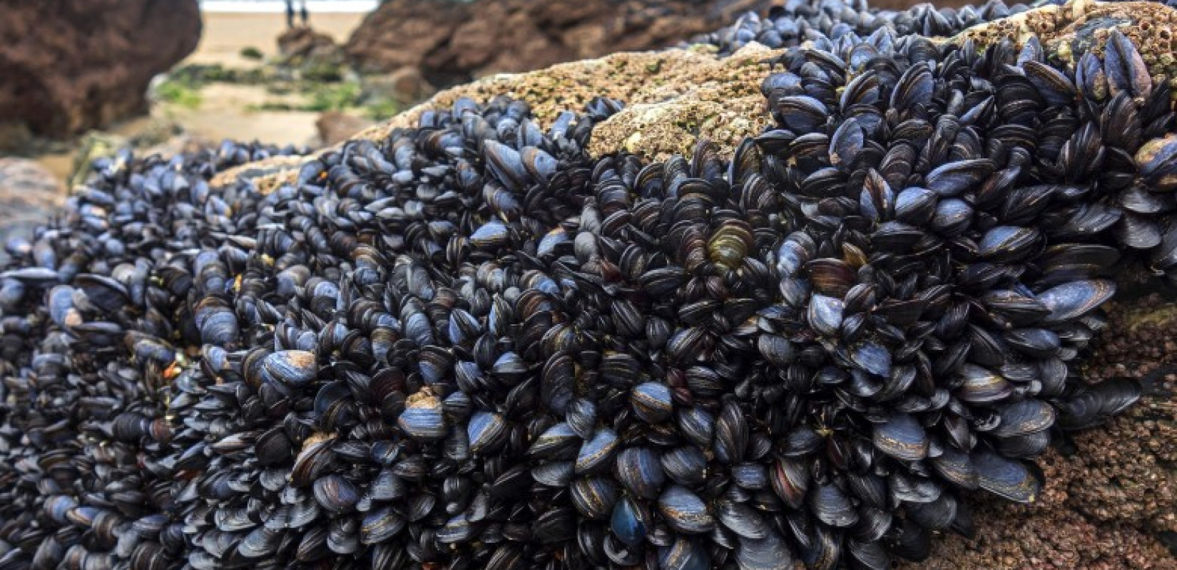 Μυδοκαλλιέργειες Θερμαϊκού: Εξαγωγή στην Ιταλία για το 90% της παραγωγής των μυδιών