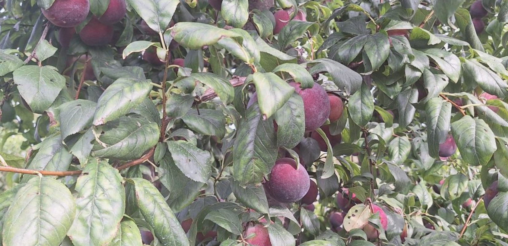 Νυχτερνές περιπολίες και σεκιούριτι στα χωράφια - Οι αγρότες σε Πέλλα και Ημαθία πήραν μέτρα για τις κλοπές στην παραγωγή