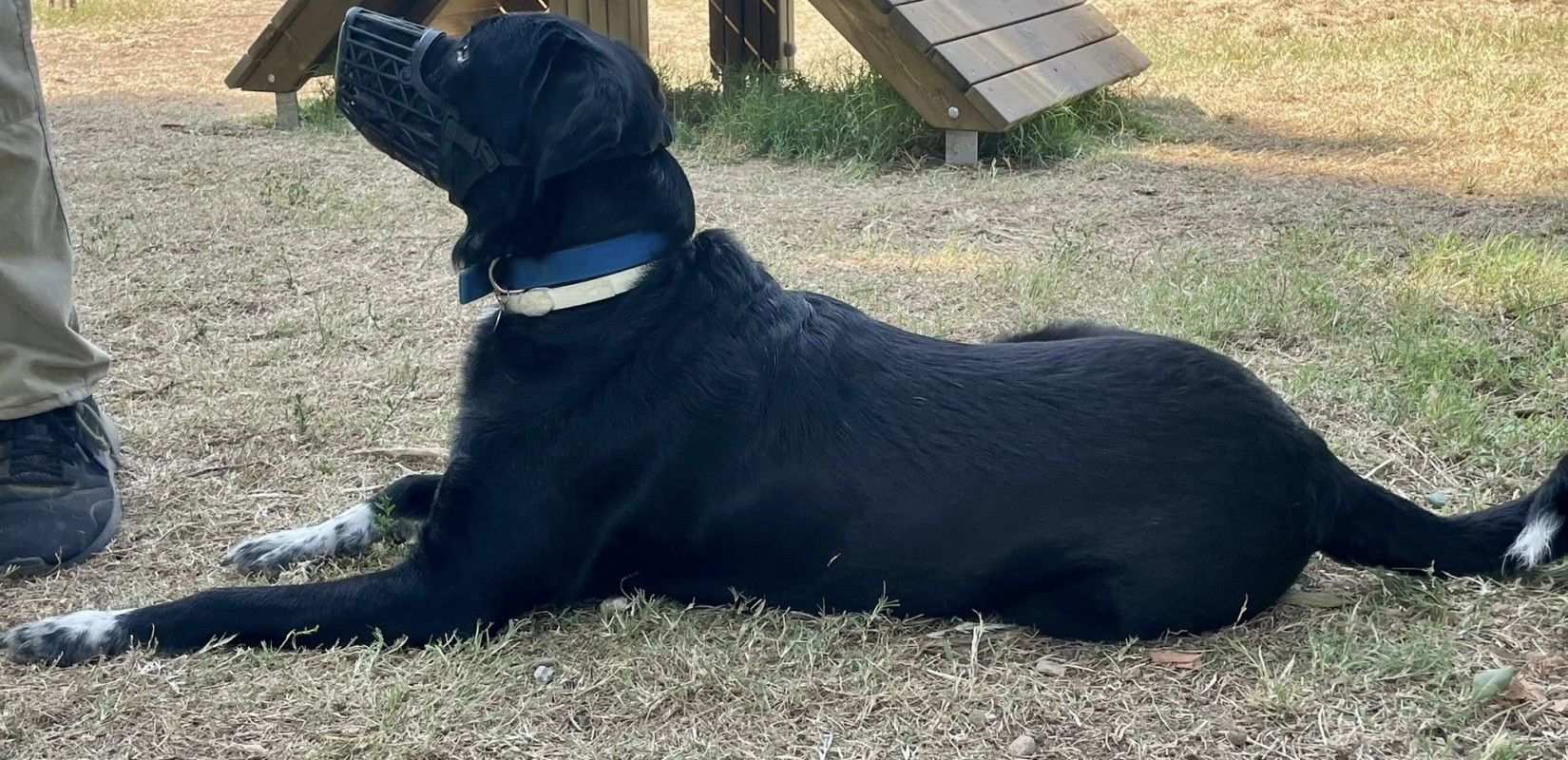 Δήμος Θεσσαλονίκης: Σεμινάριο πρώτων βοηθειών για σκύλους στο πλαίσιο της Παγκόσμιας Ημέρας Ζώων