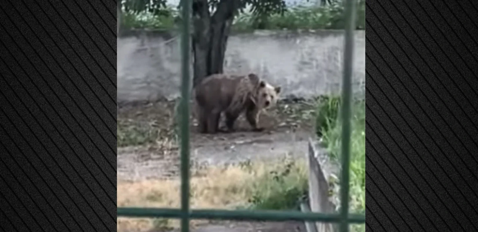 Δείτε βίντεο: Αρκούδα κάνει βόλτες σε αυλή σπιτιού στην Εορδαία