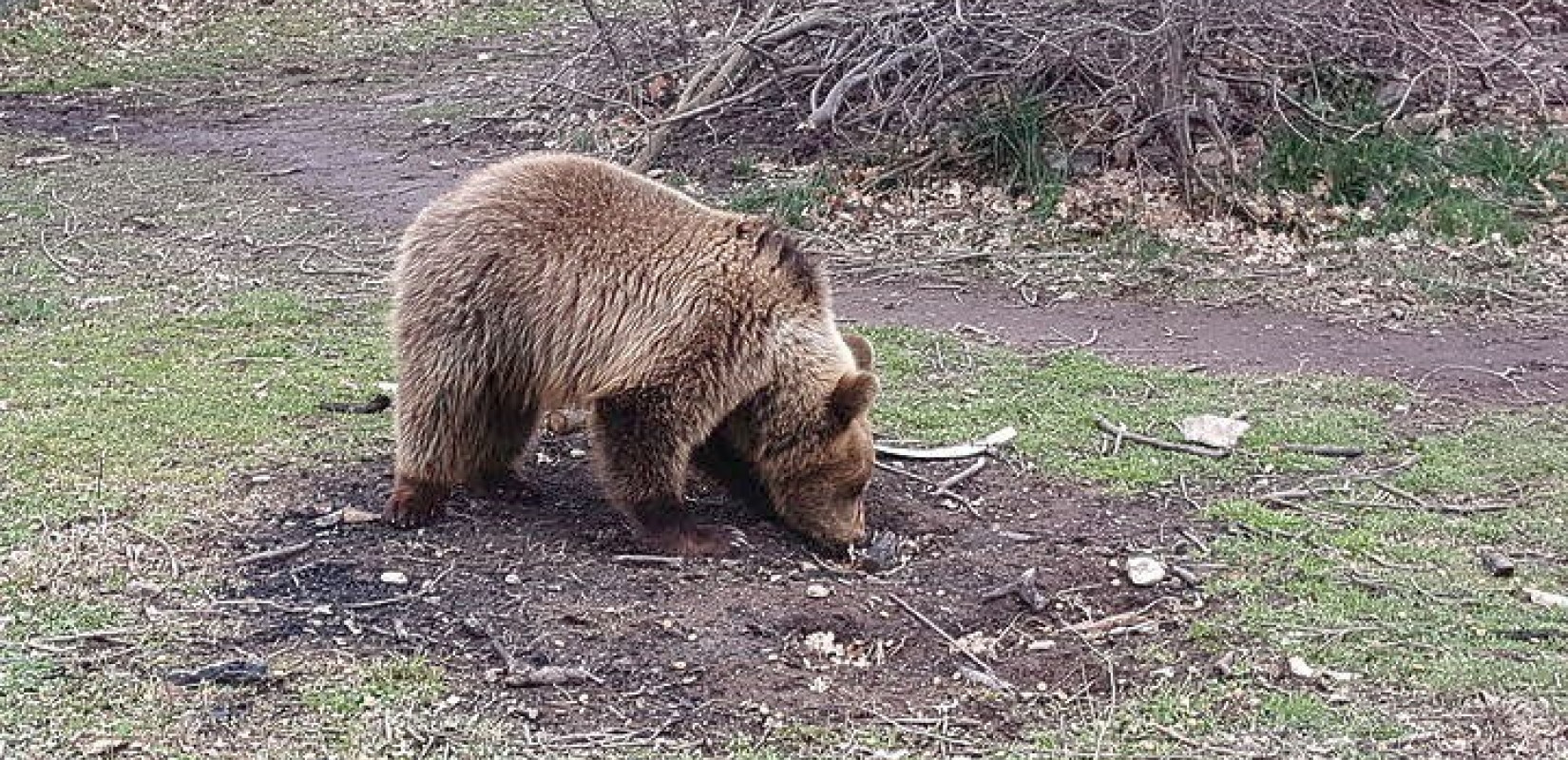 Μεγαλόσωμος αρκούδος βρέθηκε νεκρός στους Αμπελόκηπους Καστοριάς- Ερευνάται το ενδεχόμενο δηλητηρίασης