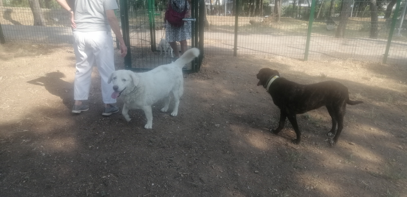 Θεσσαλονίκη: Εγκαίνια για το πέμπτο πάρκο σκύλων στο πάρκο Νέας Ελβετίας - Έρχονται άλλα πέντε