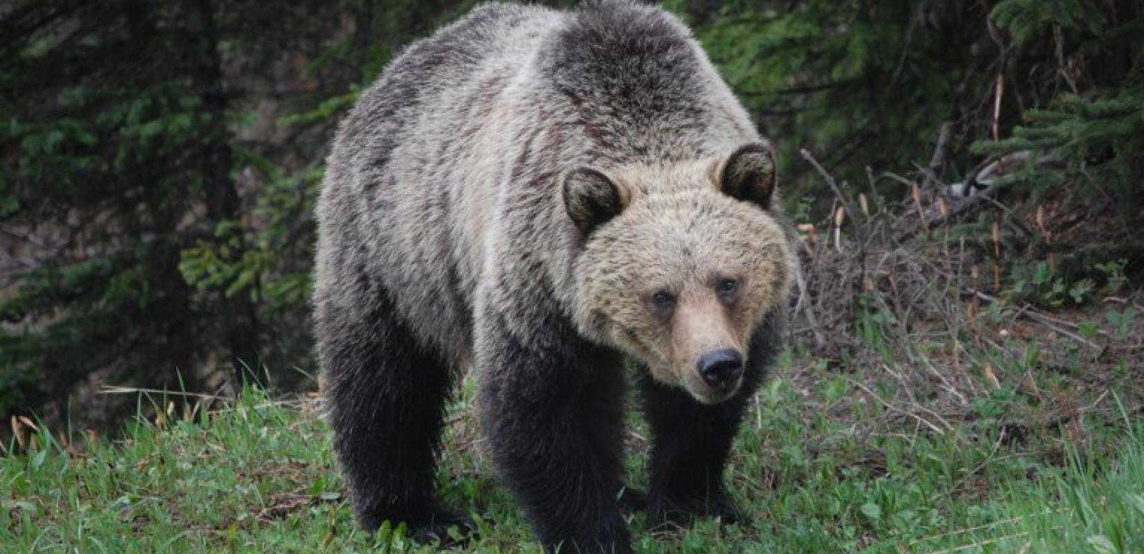 Καστοριά: Νέο περιστατικό με νεκρή αρκούδα από πυροβολισμό