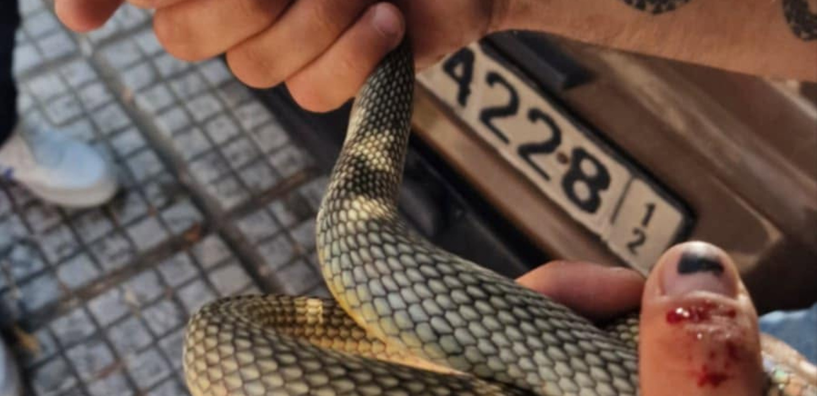 Καλαμαριά: Φίδι εντοπίστηκε στον αστικό ιστό - Άμεση η αντίδραση του δήμου (βίντεο)