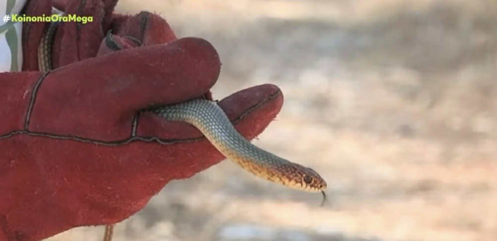Θεσσαλονίκη: Στο Σέιχ Σου απελευθερώθηκε το φίδι που πιάστηκε στην Καλαμαριά (βίντεο)