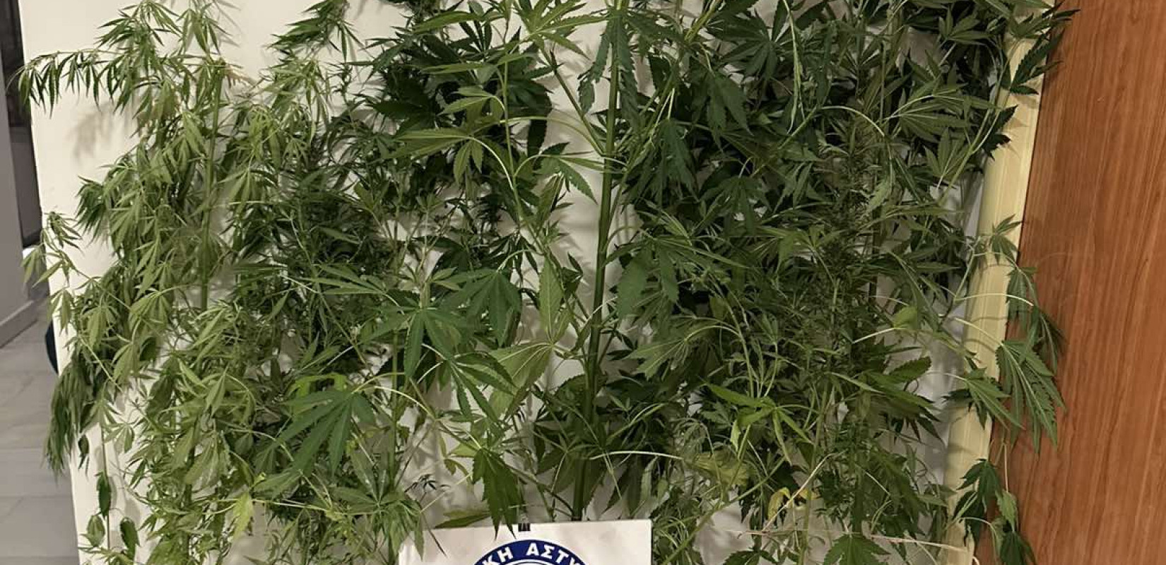 Ημαθία: Τον έπιασαν με 7 δενδρύλλια κάνναβης