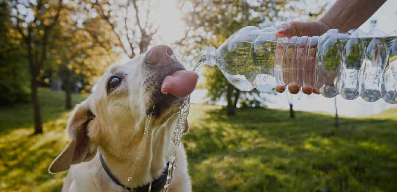 Καύσωνας: Πώς θα βοηθήσουμε τα αδέσποτα και τα δεσποζόμενα ζώα συντροφιάς - Δεκαπέντε νέες ποτίστρες-ταΐστρες από το Δήμο Θεσσαλονίκης