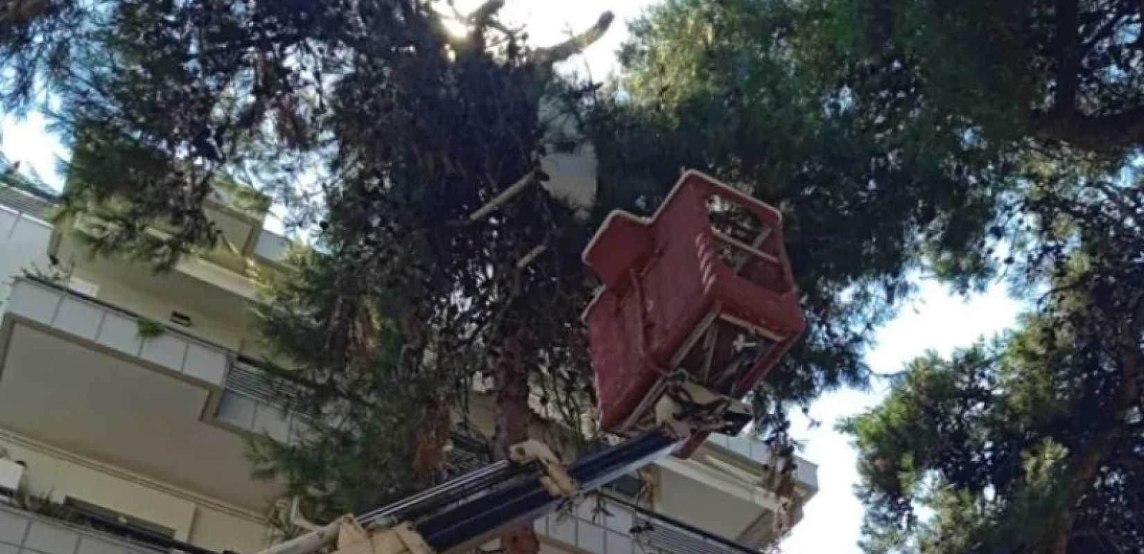 Θεσσαλονίκη: Πλαστικό τραπέζι... στα δέντρα στη Νέα Κρήνη - Παρέμβαση από τον Δήμο Καλαμαριάς