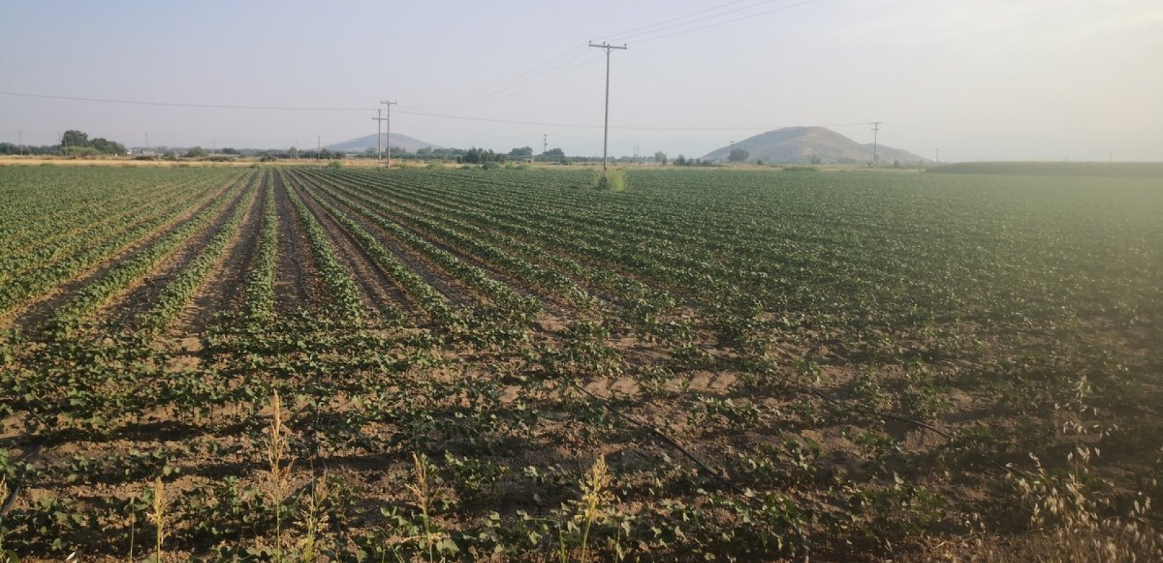 «Περιοχές σαν τη Θεσσαλία, κινδυνεύουν με ερημοποίηση», προειδοποιεί ο ομότιμος καθηγητής Θεοφάνης Γέμτος