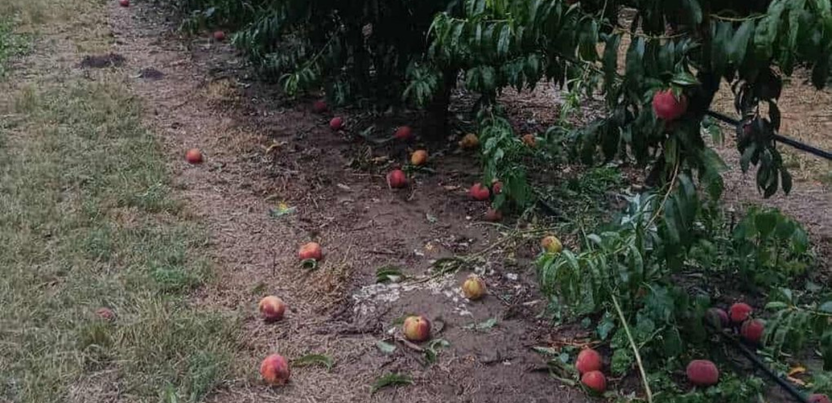 Αμύνταιο: Ζημιές από το χαλάζι σε αγροτικές καλλιέργειες (βίντεο)