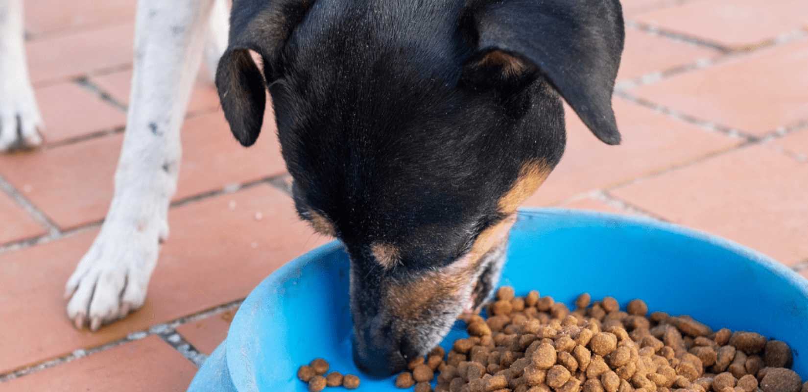Δήμος Θεσσαλονίκης: Διανομή δωρεάν σκυλοτροφών σε φιλόζωες οργανώσεις και δημότες που φροντίζουν αδέσποτα ζώα