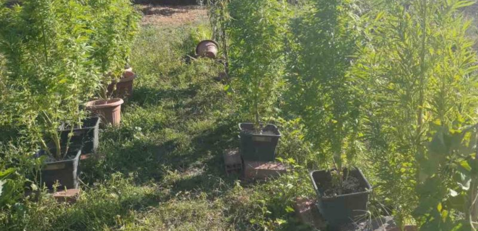 Κεντρική Μακεδονία: Νέο «χτύπημα» κατά των ναρκωτικών σε Θεσσαλονίκη, Πέλλα και Χαλκιδική - Τρεις συλλήψεις