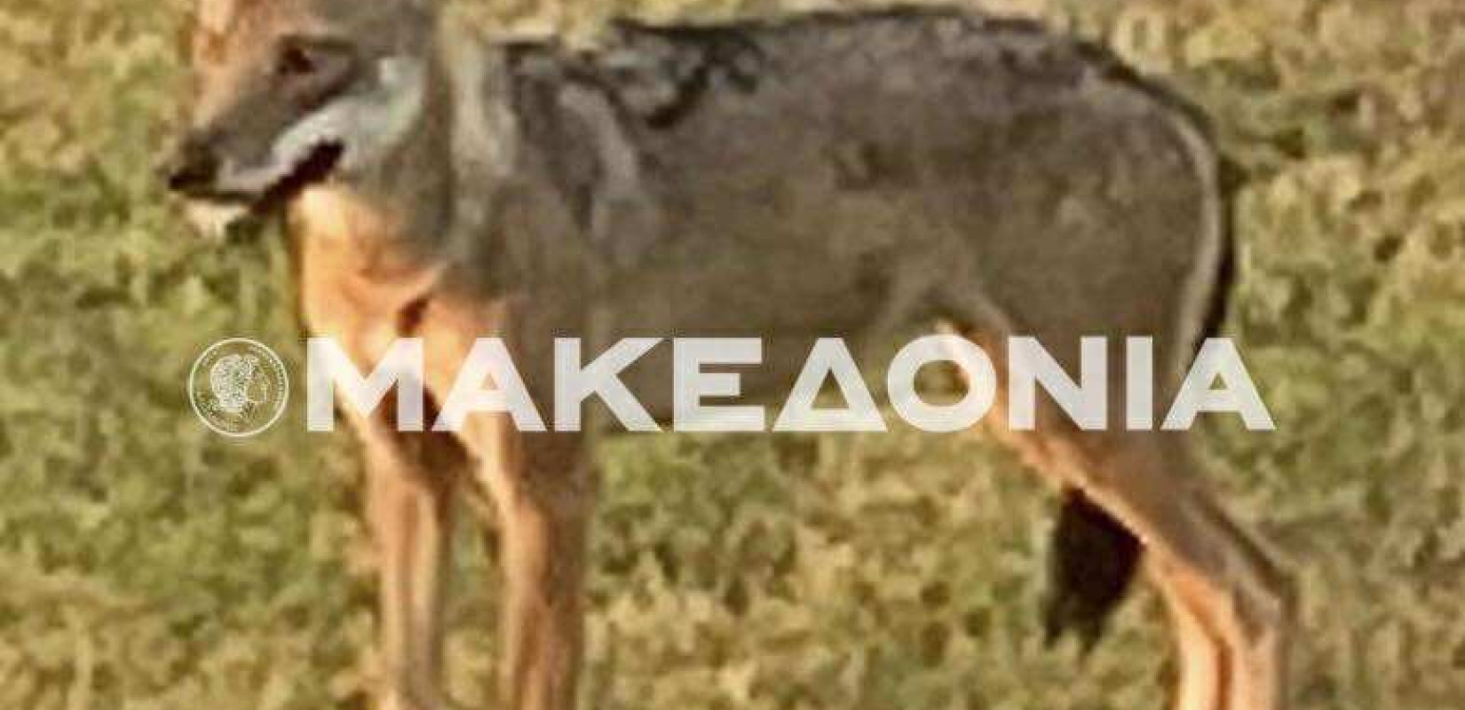 Χαλκιδική: «Ο λύκος τραβούσε το παιδί και το παιδί τη μάνα»- Συγκλονίζουν οι μαρτυρίες από την επίθεση λύκου σε 5χρονη