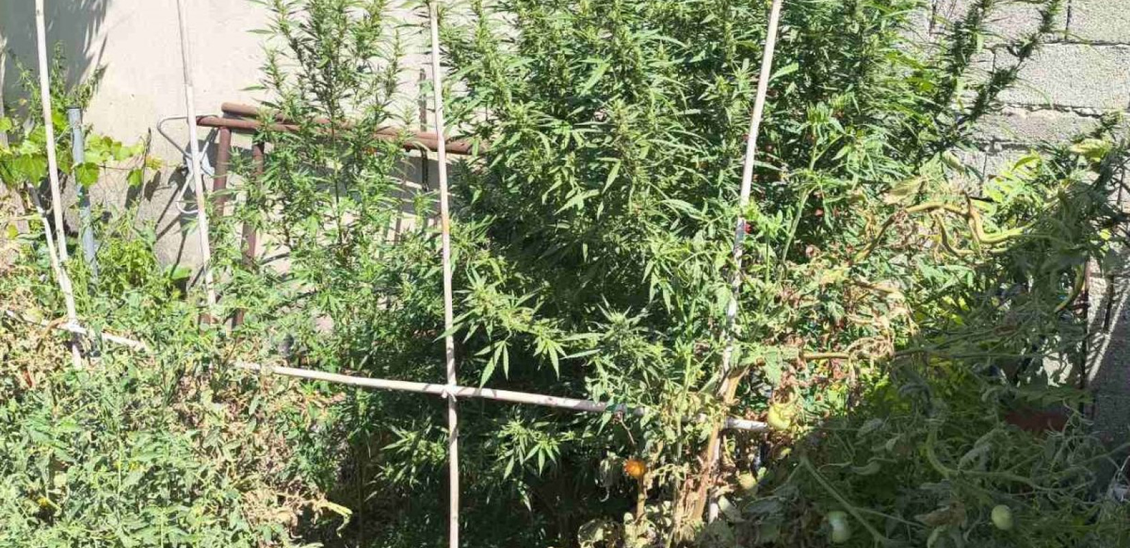 Ηράκλειο: Συνελήφθη 57χρονος για ναρκωτικά - Κατασχέθηκαν 17 κιλά ακατέργαστης κάνναβης