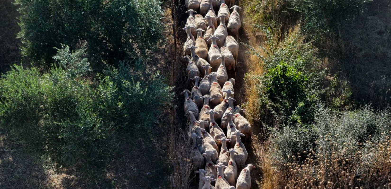 Κοζάνη: Υπολείμματα πιθανής παράνομης σφαγής τα νεκρά πρόβατα που βρήκαν κυνηγοί