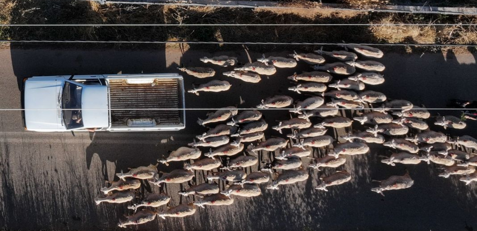 Πέλλα: Εντοπίστηκαν κρούσματα ευλογιάς αιγοπροβάτων - Υποψία για κρούσματα και στη Χαλκηδόνα