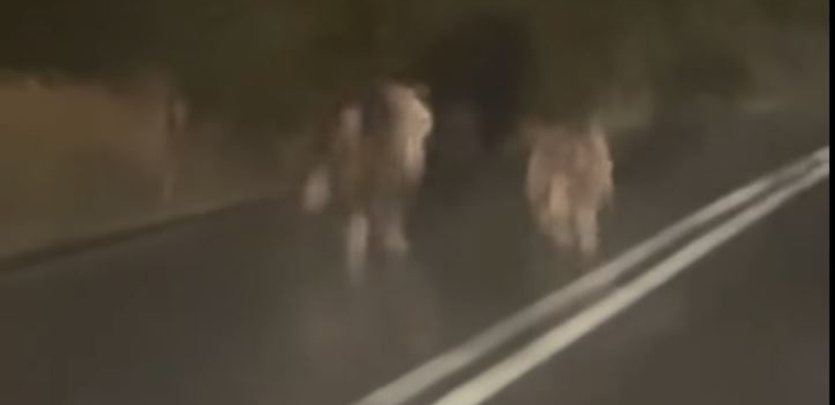 Κοζάνη: Αρκούδα με το μικρό της «έκοψε» τον δρόμο σε οδηγούς στην Εορδαία (βίντεο)