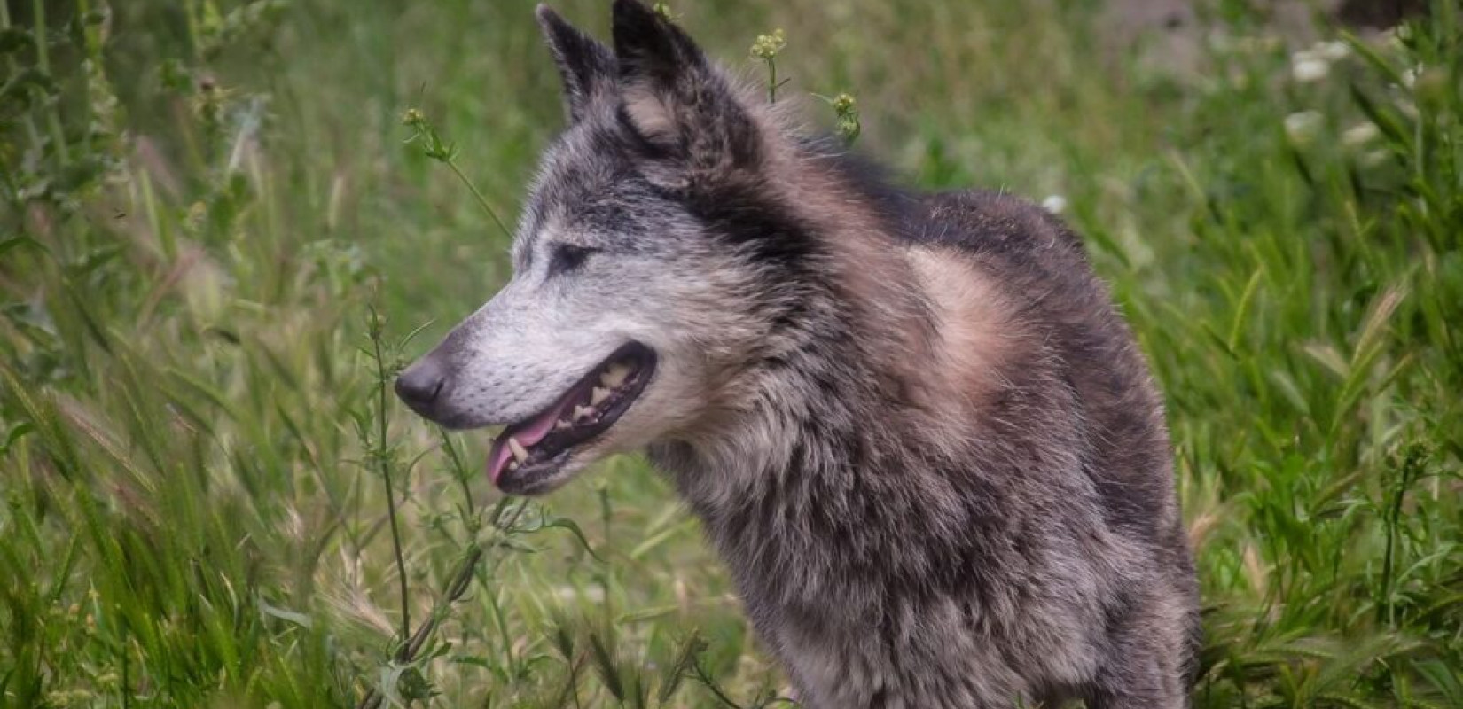 Το πρώτο υβρίδιο λύκου-σκύλου στην Ελλάδα επιβεβαιώθηκε στη Χαλκιδική