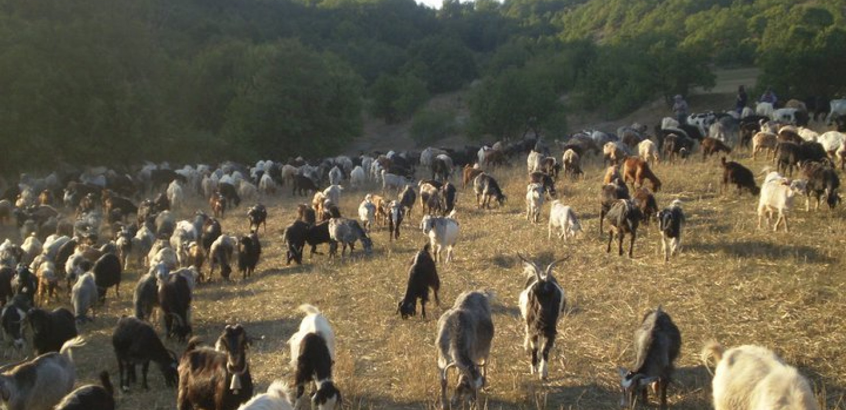 Ευλογιά αιγοπροβάτων: Οι ριζικές αλλαγές στην κτηνοτροφία μέσα από τα λόγια ενός κτηνοτρόφου