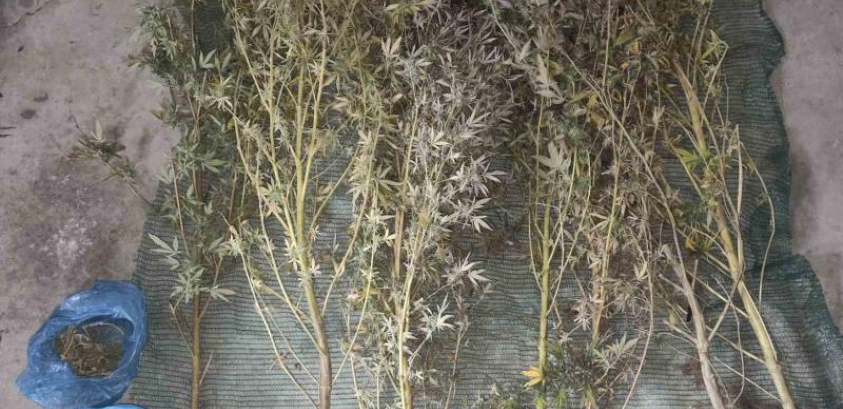 Κιλκίς: Στο «μικροσκόπιο» της αστυνομίας δύο άνδρες για καλλιέργεια κάνναβης