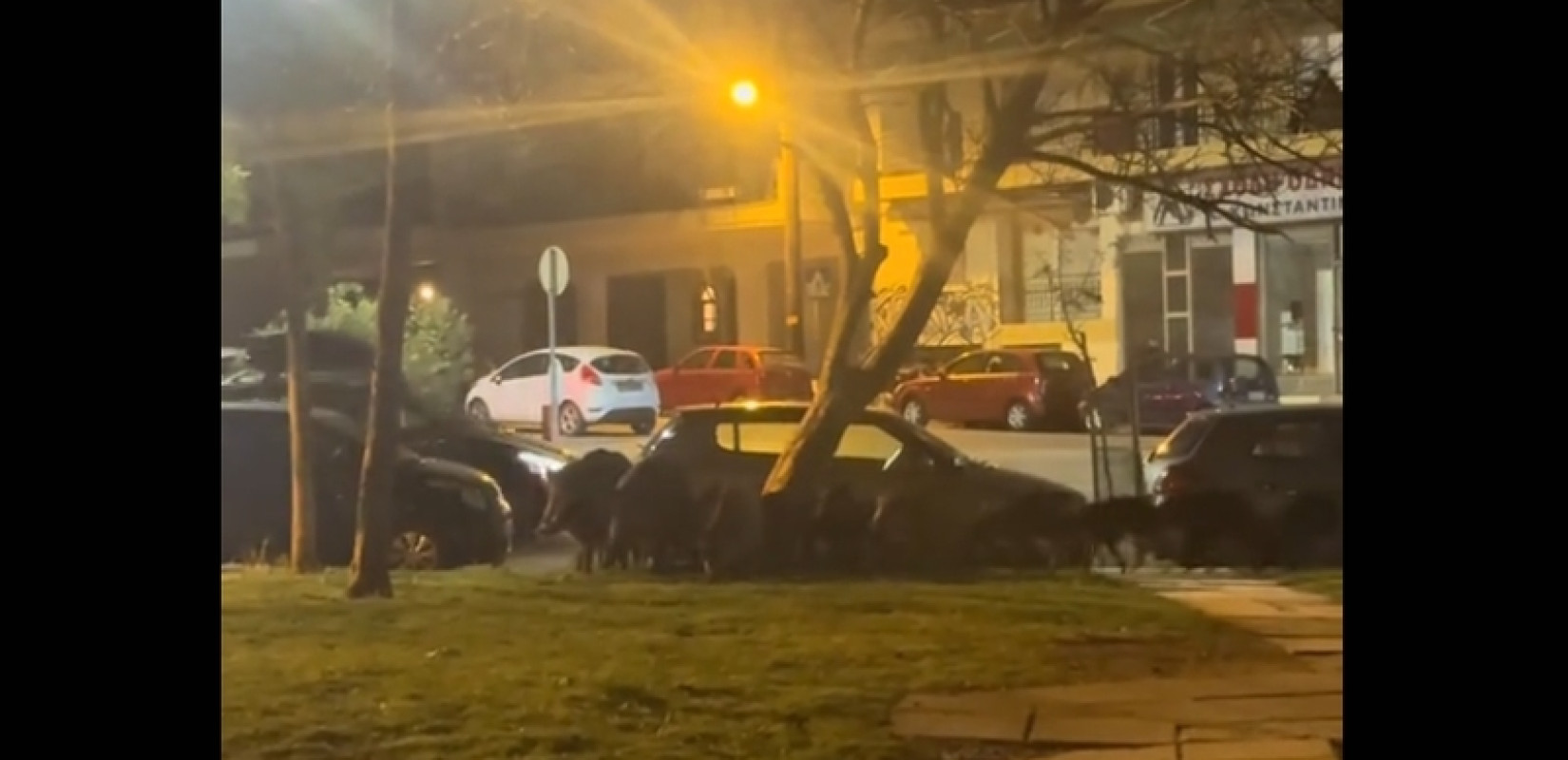 Θεσσαλονίκη: Αγριογούρουνα «εισέβαλλαν» στην Τούμπα - Κοπάδι ζώων περπάτησε μέσα στην πόλη (βίντεο)