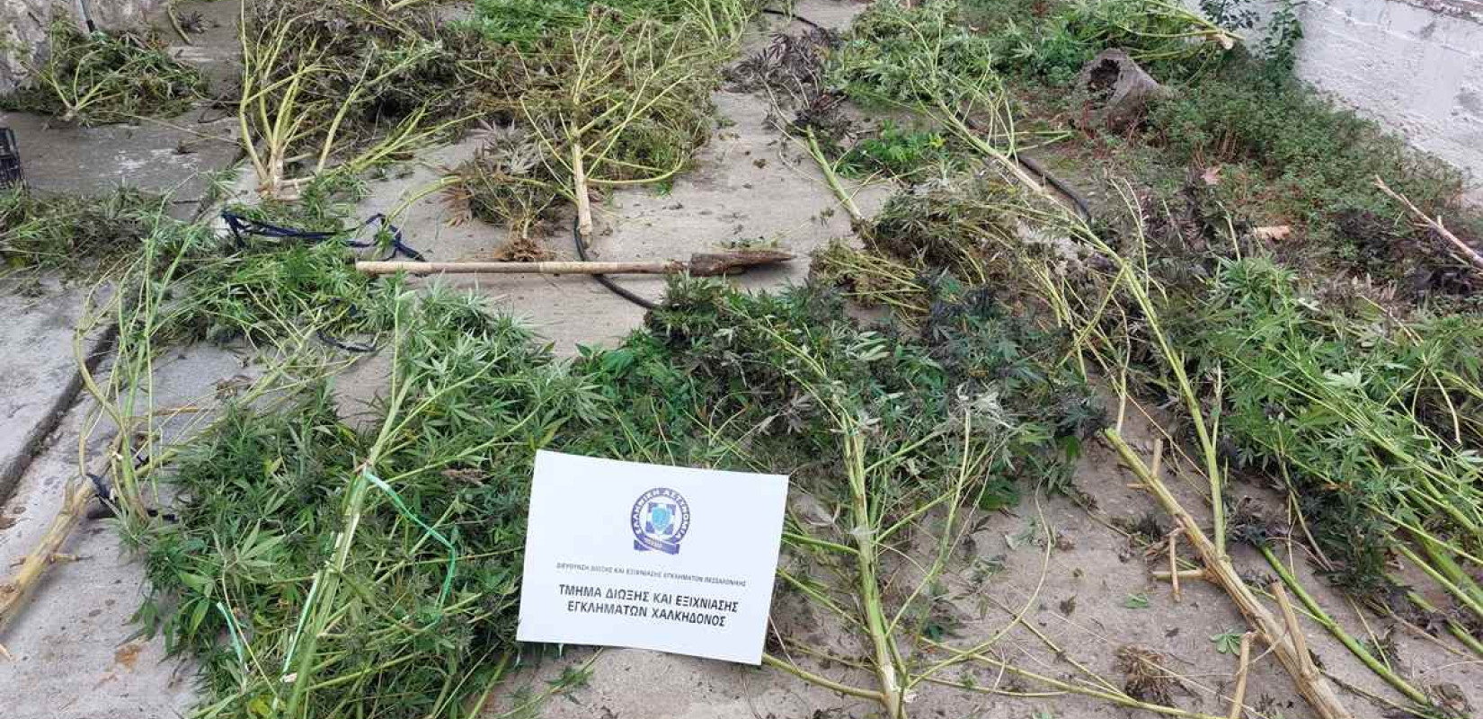Πέλλα: Δικογραφία σε 51χρονο για καλλιέργεια κάνναβης - Εντοπίστηκαν και εκριζώθηκαν 20 δενδρύλλια