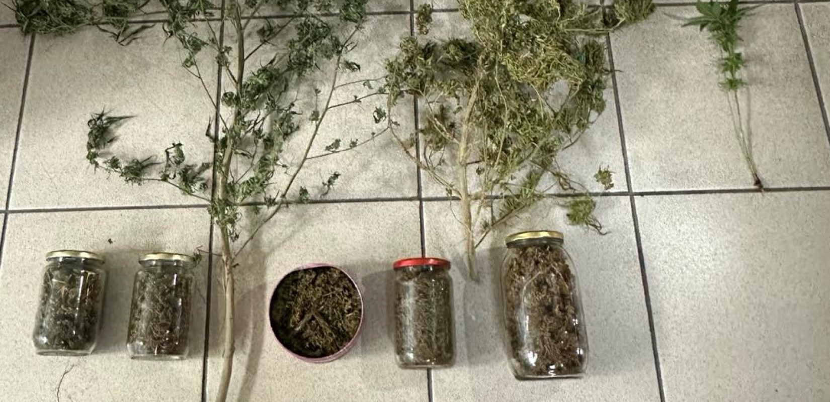 Πιερία: Σύλληψη για καλλιέργεια... κάνναβης