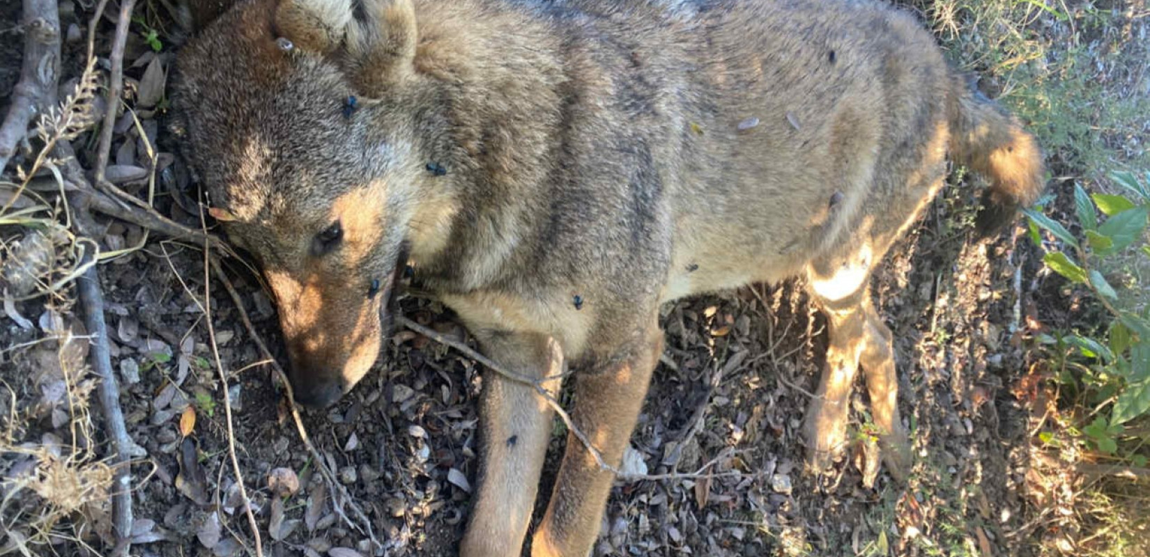 Θεσσαλονίκη: Νεκρός λύκος μετά από τροχαίο στο Πανόραμα