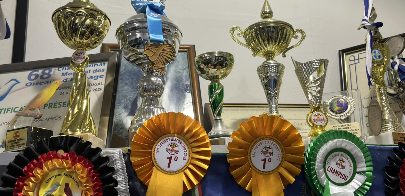 Θεσσαλονίκη: Πανέμορφα καναρίνια διεκδικούν μια θέση σε... διαγωνισμό τραγουδιού