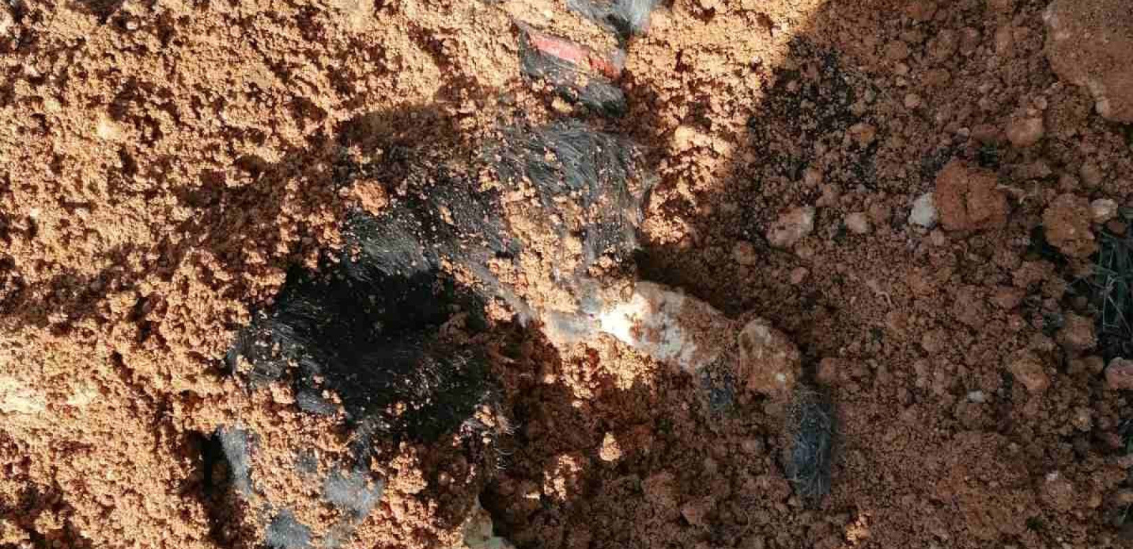 Θεσσαλονίκη: Σοκάρουν οι εικόνες του σκύλου που έθαψε ζωντανό ο 90χρονος