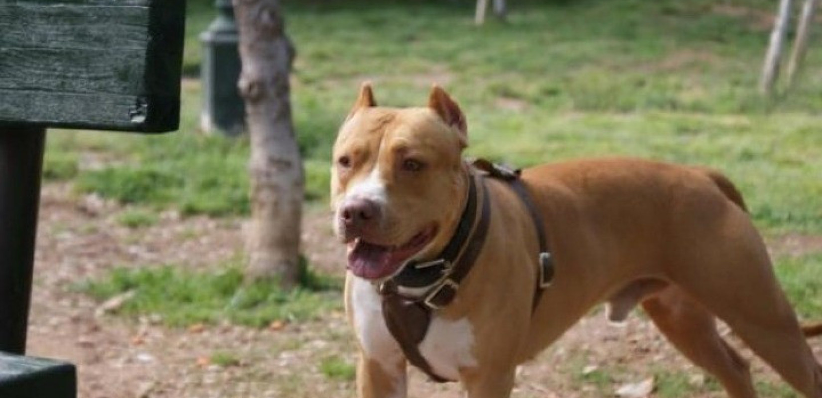 Ζάκυνθος: Αύριο το τελευταίο αντίο στο δίχρονο που δέχτηκε επίθεση από το σκύλο της οικογένειας