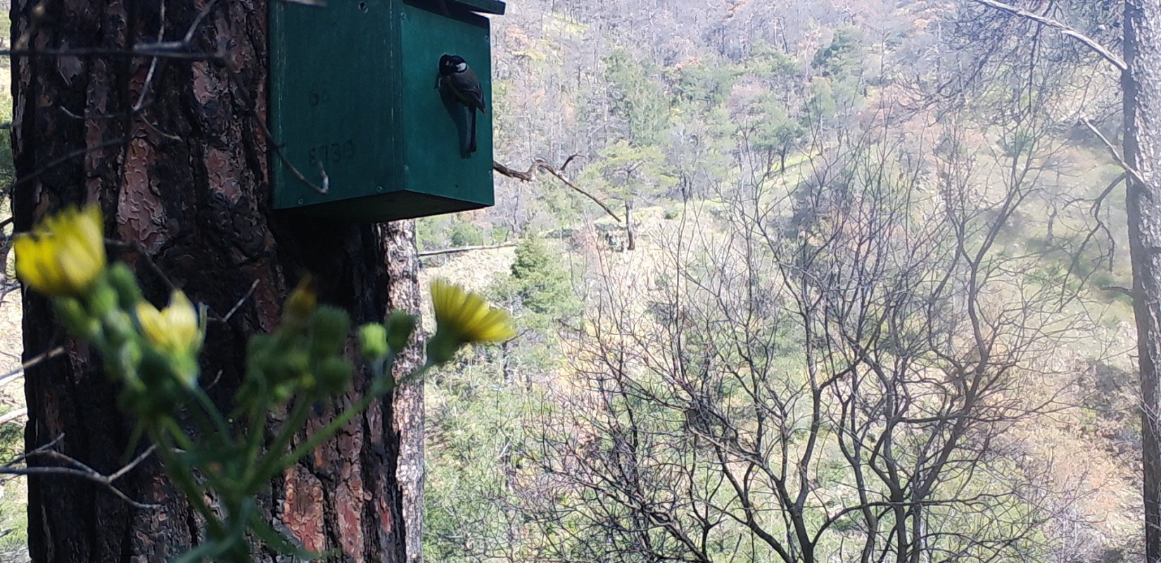 Σουφλί: H φύση αναγεννάται στη Δαδιά - Τι αποκαλύπτει η παρουσία των μικροπουλιών μετά τις πυρκαγιές