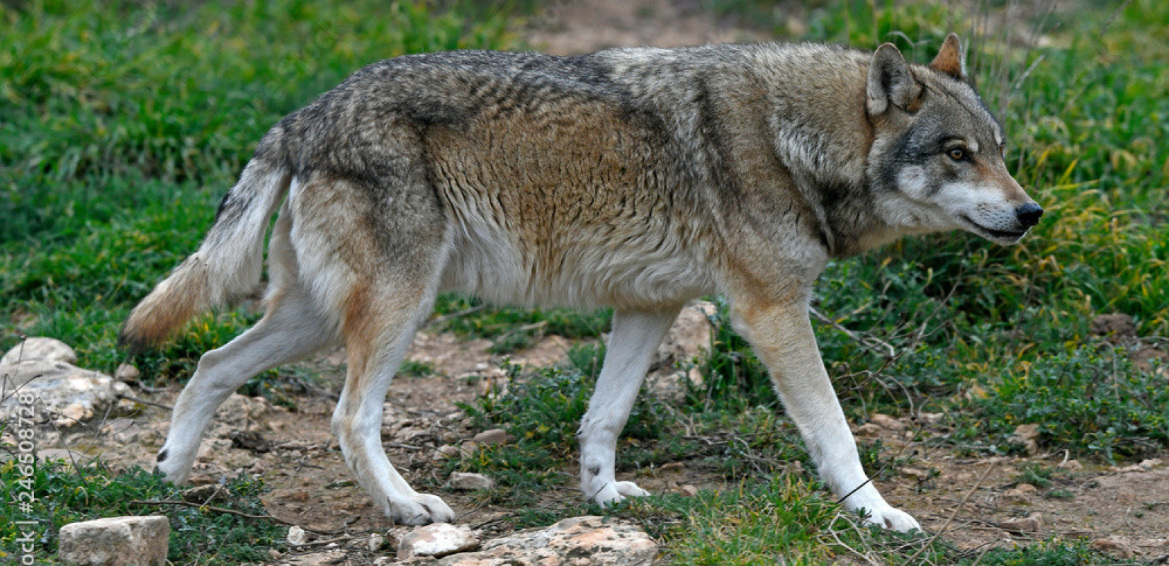 Συναγερμός στο Τατόι: Λύκος επιτέθηκε σε ομάδα πολιτών