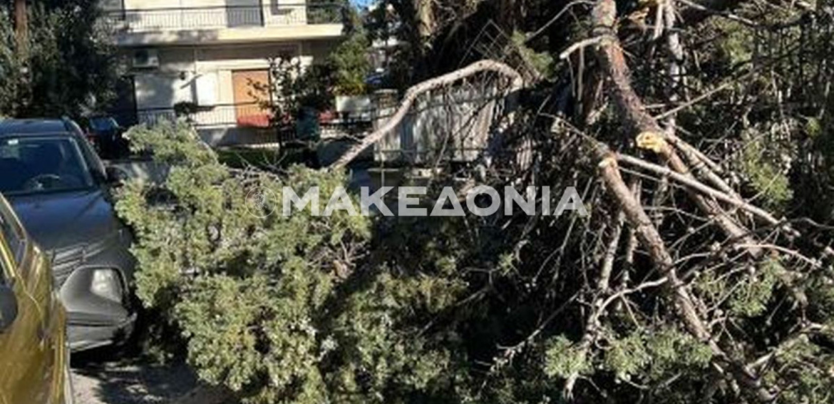 Δεκάδες δέντρα έπεσαν σε Θεσσαλονίκη και Χαλκιδική από τους ανέμους - Ζημιές σε οχήματα (βίντεο)