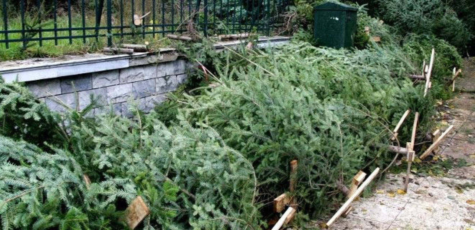 Δήμος Θεσσαλονίκης: Ξεκινάει η αποκομιδή και ανακύκλωση των φυσικών Χριστουγεννιάτικων δέντρων