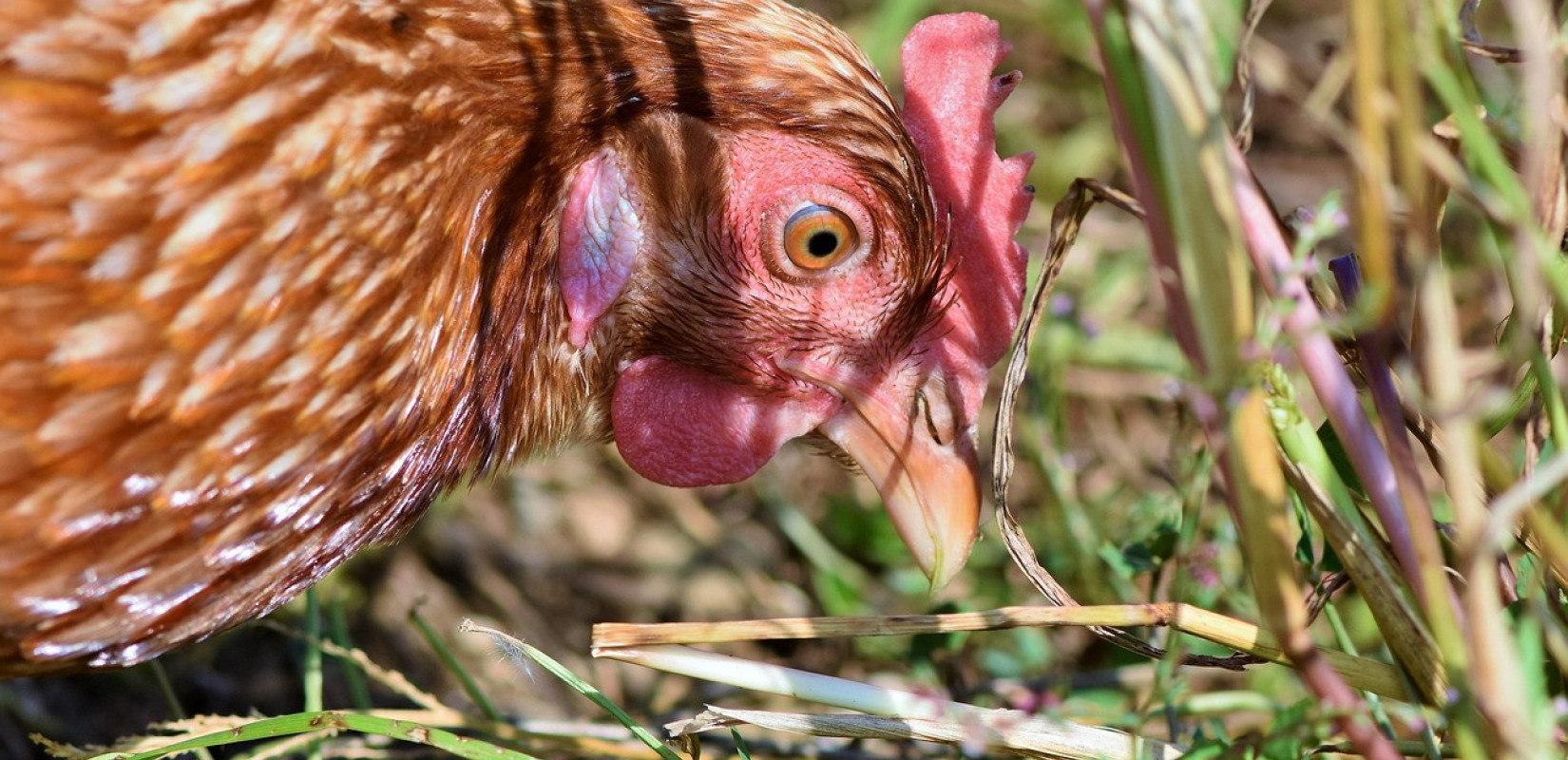 Ανεμοστρόβιλος στο Καλπάκι Ιωαννίνων κατέστρεψε ολοσχερώς μεγάλη πτηνοτροφική μονάδα