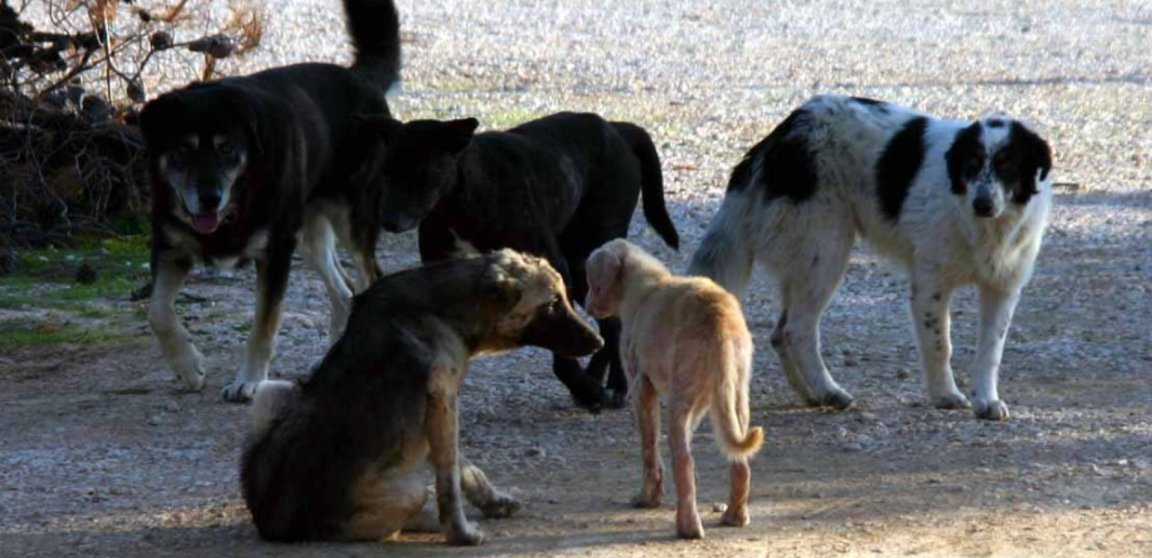 Παγκόσμια Ημέρα Αδέσποτων Ζώων - Υιοθέτησε, μην αγοράζεις