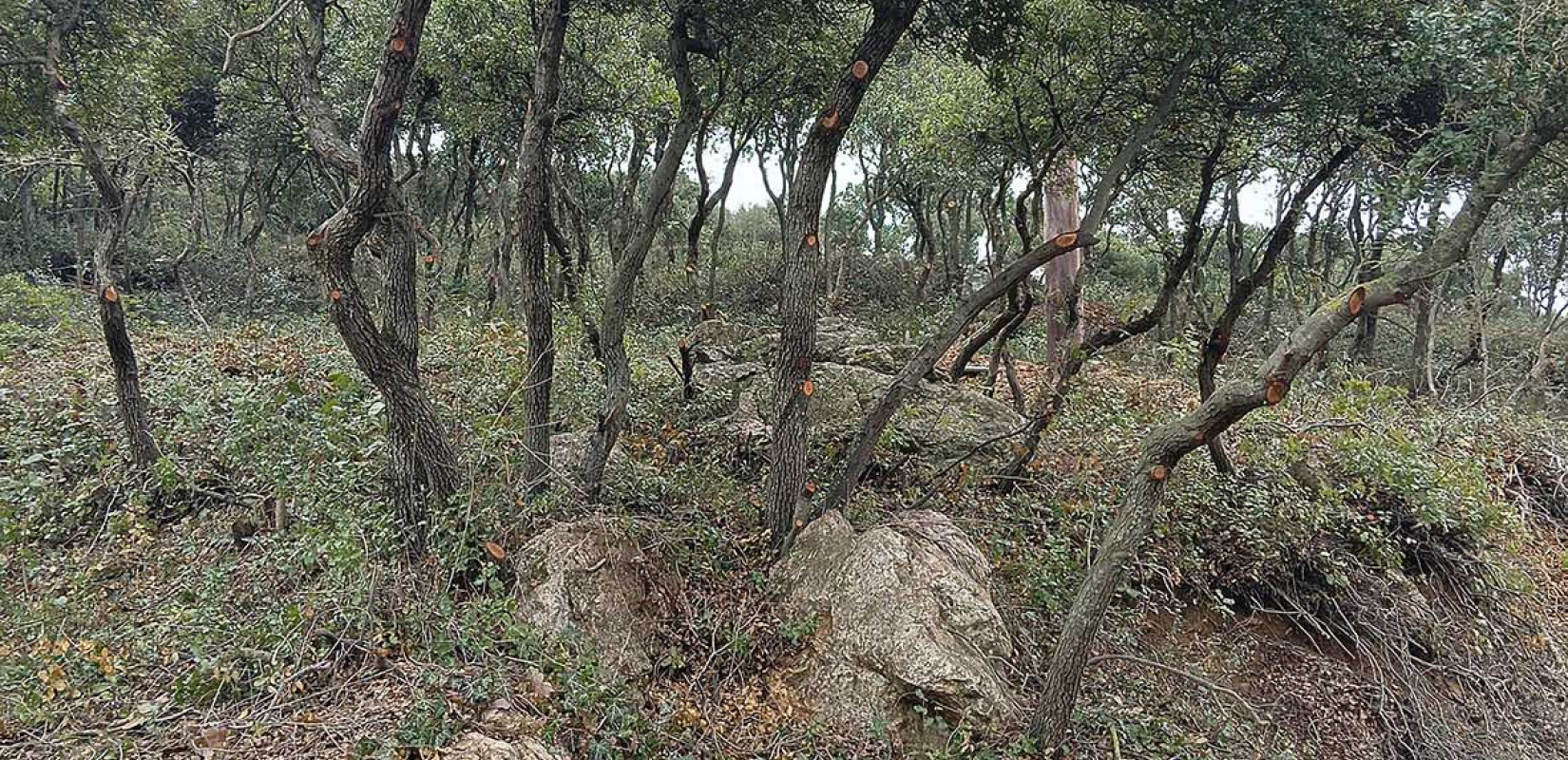 Χαλκιδική: Απαγόρευση κυκλοφορίας σε δασικές περιοχές αύριο, λόγω υψηλού κινδύνου πυρκαγιάς