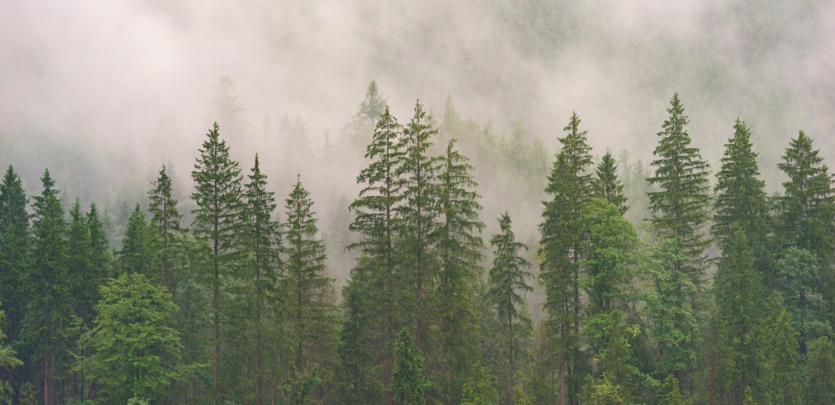 Χαλκιδική: Το ΑΠΘ «στις επάλξεις» για την προστασία του δάσους Χολομώντα